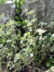 Pilea peploides major