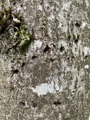 Lamprodila rutilans