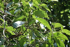 Elaeocarpus polystachyus