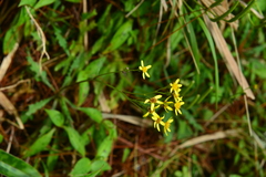 Senecio taitungensis