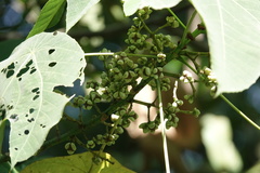 Macaranga bancana