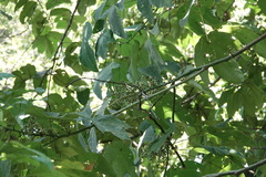 Macaranga bancana