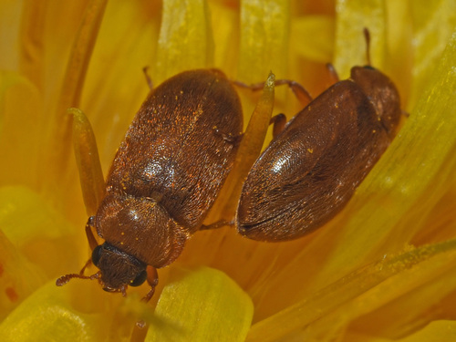 Byturus ochraceus nuotrauka