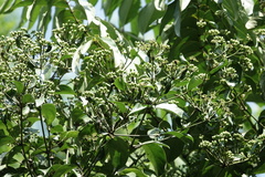 Polyscias diversifolia