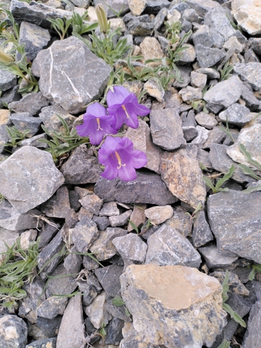 Image of Campanula alpestris by (c) Sandrine D'Hooge, some rights reserved (CC BY)