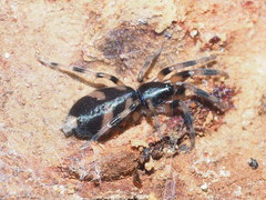 Lampona cylindrata