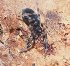 Lampona cylindrata