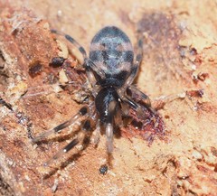 Lampona cylindrata