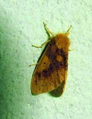 Euproctis quadrangularis
