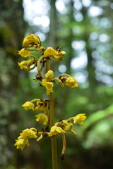 Galeola lindleyana