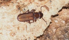 Platisus angusticollis