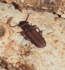 Platisus angusticollis