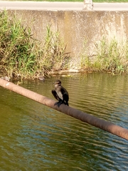 Phalacrocorax carbo