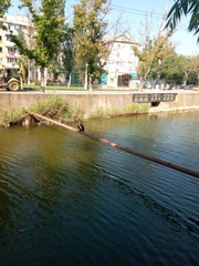 Phalacrocorax carbo