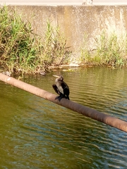 Phalacrocorax carbo