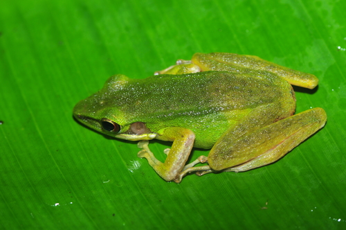 Hylarana parvaccola