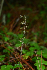 Tipularia odorata
