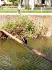 Phalacrocorax carbo