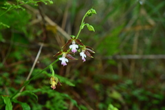 Calanthe arcuata