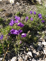 Campanula alpestris