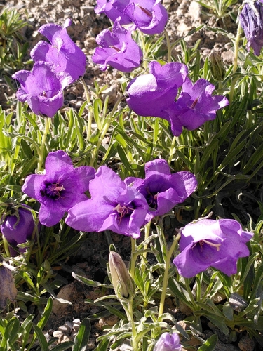 Image of Campanula alpestris by (c) Sandrine D'Hooge, some rights reserved (CC BY)