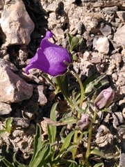 Campanula alpestris