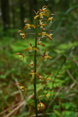 Oreorchis bilamellata