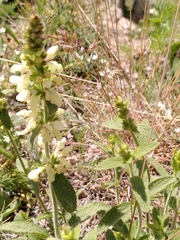 Stachys recta