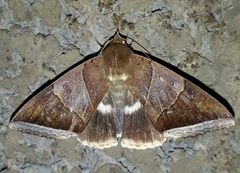 Artena dotata
