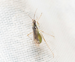 Dicyphus epilobii