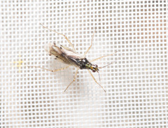 Dicyphus epilobii