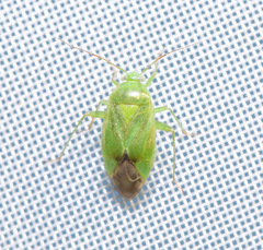 Neolygus contaminatus