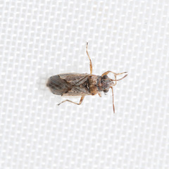 Nysius ericae