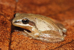 Pseudacris triseriata