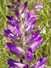 Campanula spicata