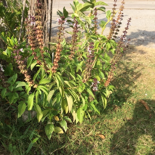 Mature flowering Sweet Basil plant with tall spent flower spikes