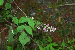 Rubus incanus