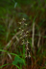 Tipularia odorata