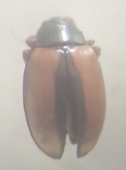 Phyllotreta armoraciae