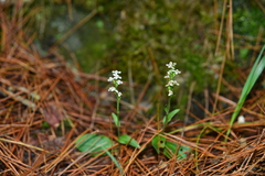 Platanthera brevicalcarata
