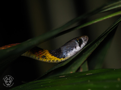 Rhabdophis