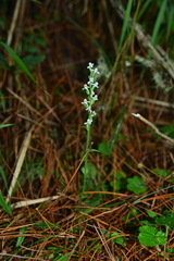 Platanthera brevicalcarata