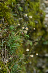 Erigeron morrisonensis fukuyamae