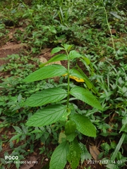 Lagerstroemia microcarpa