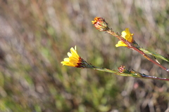 Osteospermum junceum