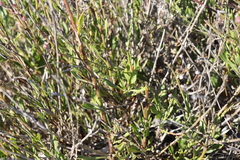Osteospermum junceum