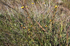 Osteospermum junceum