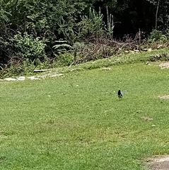 Urocissa flavirostris