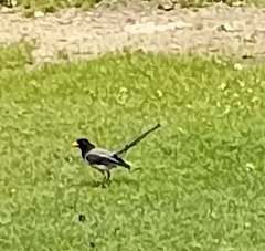 Urocissa flavirostris