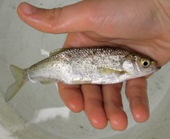 Scardinius hesperidicus